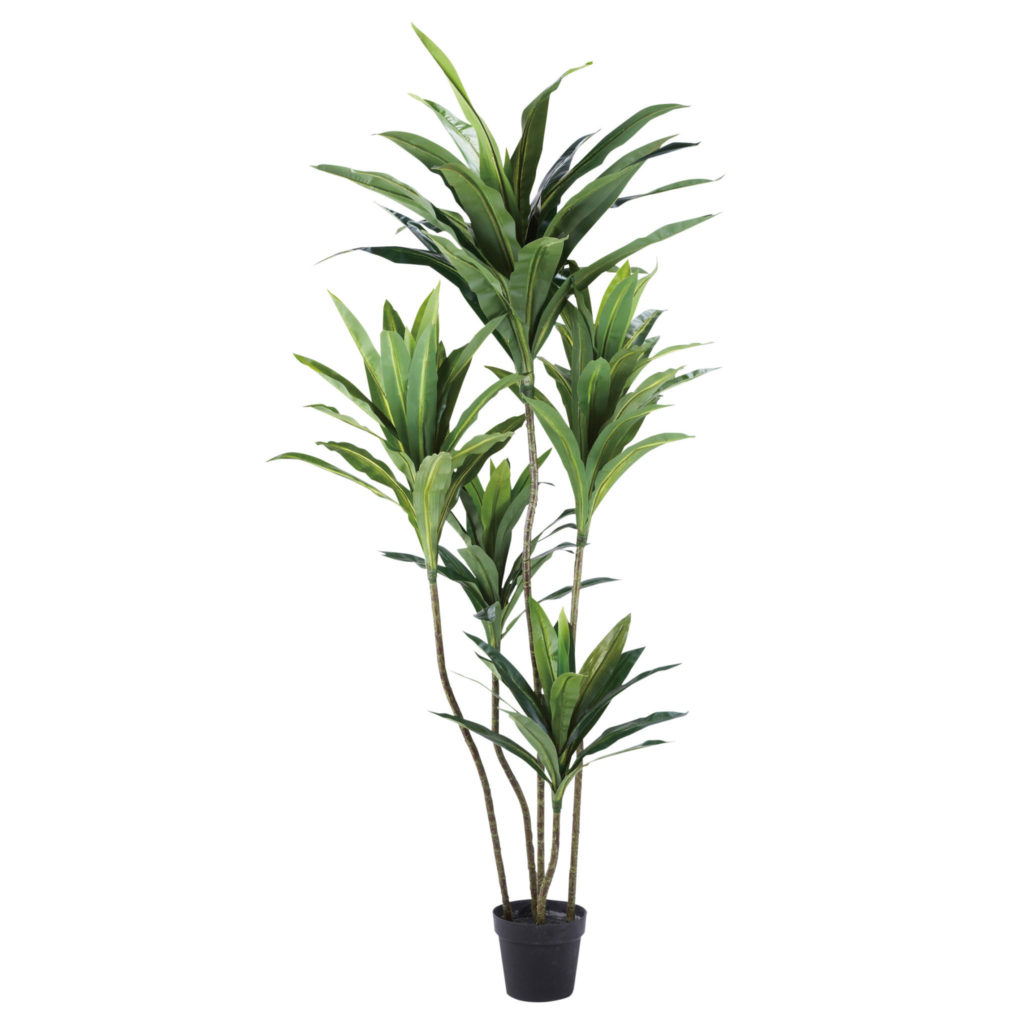 観葉植物・ドラセナ-WD-14