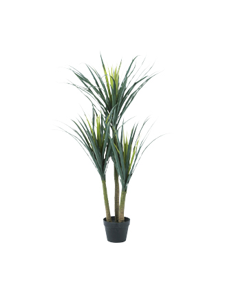 観葉植物ドラセナ・WD-13