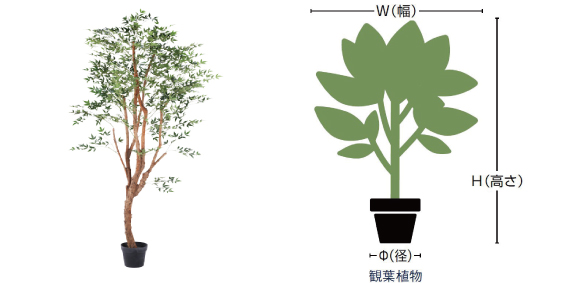 観葉植物のサイズ