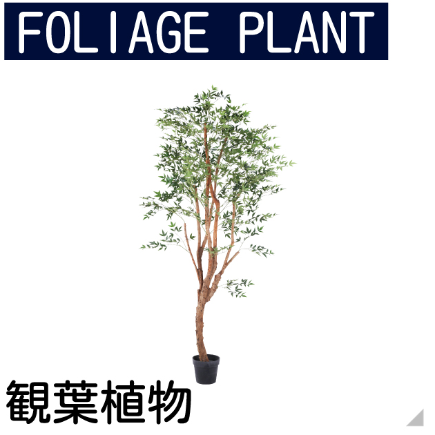 観葉植物